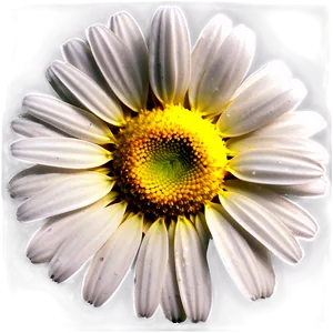 Realistic Daisy Png 10 PNG image