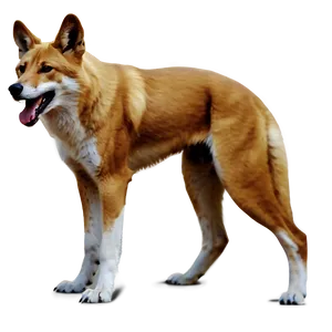 Realistic Dingo Art PNG 06202024 PNG