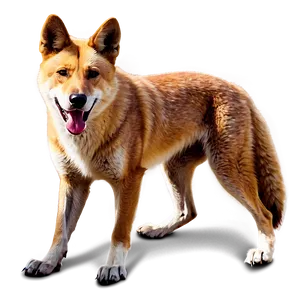 Realistic Dingo Art PNG Ixi