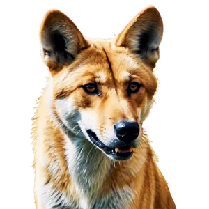 Realistic Dingo Art PNG Pqd