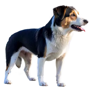 Realistic Dogs PNG 05242024