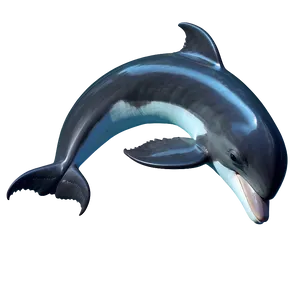 Realistic Dolphin Png Tuc PNG image