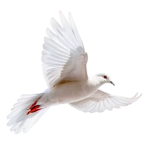 Realistic Dove PNG 24