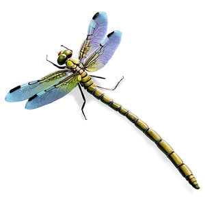 Realistic Dragonfly PNG Jbe56