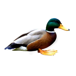 Realistic Duck PNG 05032024
