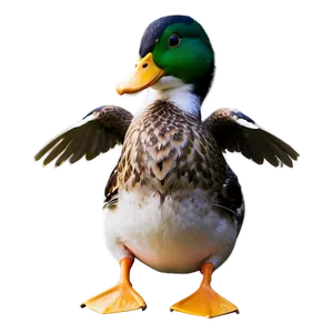 Realistic Duck PNG Luu
