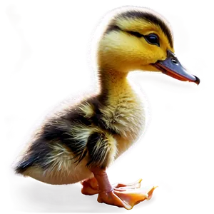 Realistic Duckling PNG 06202024 PNG
