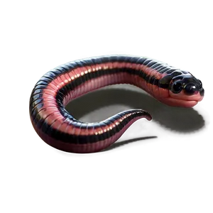 Realistic Earthworm Png 84 PNG image