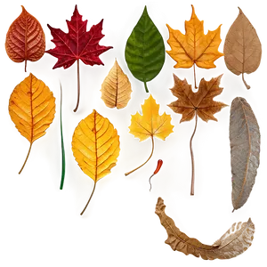 Realistic Fallen Leaves Overlay PNG 06292024