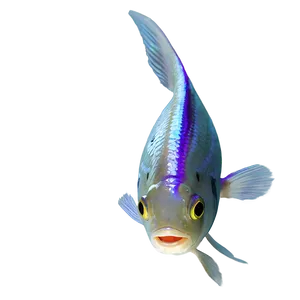 Realistic Fish Transparent Png 05262024 PNG image