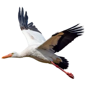 Realistic Flying Stork PNG Ast PNG