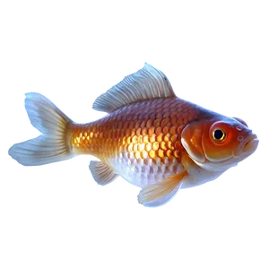 Realistic Goldfish PNG 99