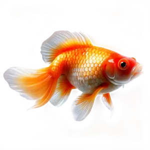 Realistic Goldfish Png Xuk8 PNG image