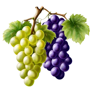 Realistic Grapes PNG 78 PNG