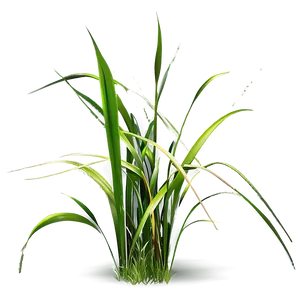 Realistic Grass Clipart Png Oov PNG image