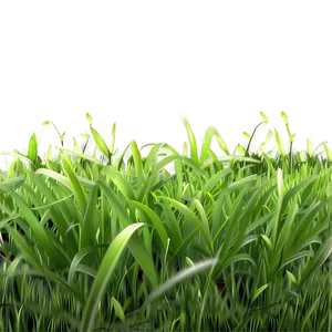 Realistic Green Grass PNG 06262024