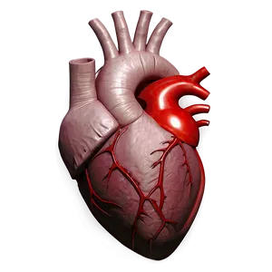 Realistic Heart Artwork Png 56 PNG image