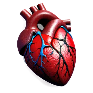 Realistic Heart Picture PNG A