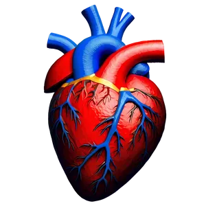 Realistic Heart Picture PNG B