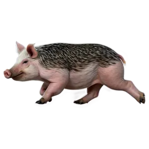 Realistic Hog Png Vpo34 PNG image