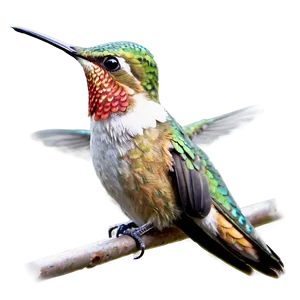 Realistic Hummingbird Art Png Fgu42 PNG image