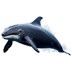 Realistic Humpback Whale Art Png 35 PNG image