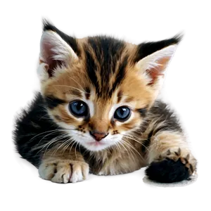 Realistic Kitten PNG 05232024 PNG