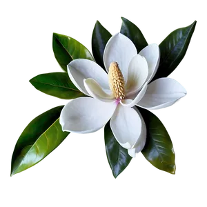 Realistic Magnolia Flower Image Png 15 PNG image