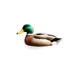 Realistic Mallard Duck PNG Gfr