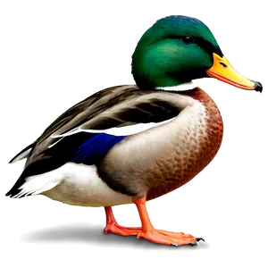 Realistic Mallard Duck Png Sib PNG image