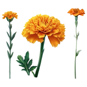 Realistic Marigolds PNG Woy