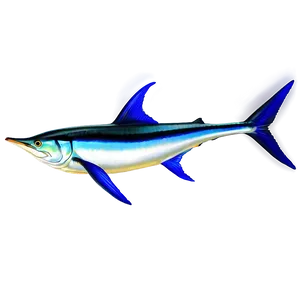 Realistic Marlin Drawing PNG Uap71