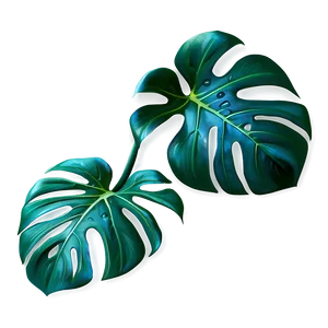 Realistic Monstera Illustration PNG 25