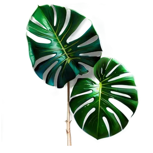 Realistic Monstera Illustration PNG Ewg10 PNG