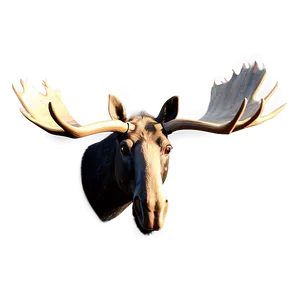 Realistic Moose Head Illustration PNG 06292024 PNG