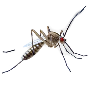 Realistic Mosquito Png Tif29 PNG image