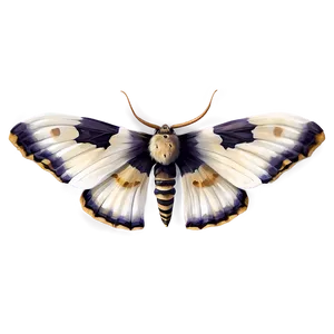 Realistic Moth PNG Mib47