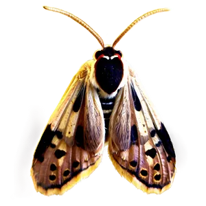 Realistic Moth PNG Rlp34 PNG