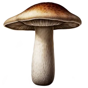 Realistic Mushroom Png 43 PNG image