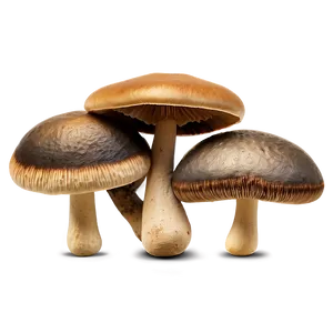 Realistic Mushroom Png Jwh PNG image