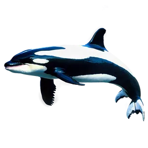 Realistic Orca PNG 05242024