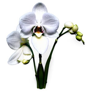 Realistic Orchid PNG Coy72