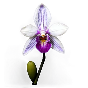 Realistic Orchid PNG Oac