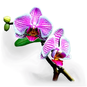 Realistic Orchid PNG Qga65