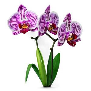 Realistic Orchid PNG Yuk
