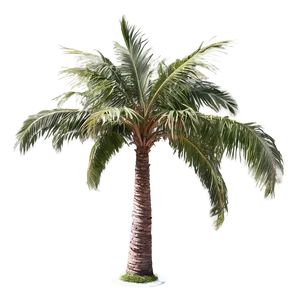 Realistic Palm Tree Silhouette PNG 34 PNG