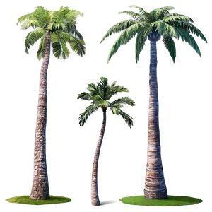Realistic Palm Trees PNG 05042024
