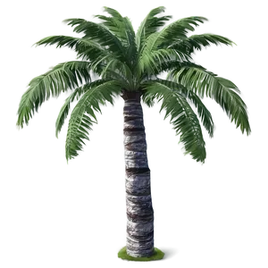 Realistic Palm Trees PNG 85