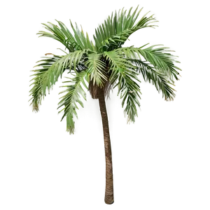 Realistic Palmera Branch Png 13 PNG image