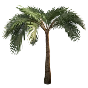 Realistic Palmera Branch Png 79 PNG image